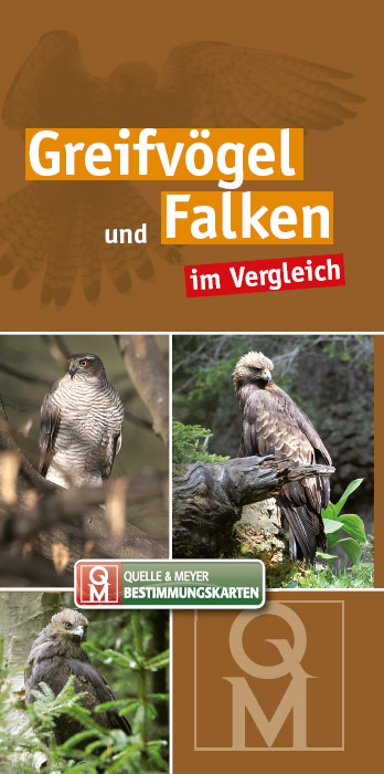 BK-Greifvögel-Falken.jpg
