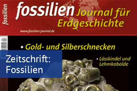 fossilien.jpg