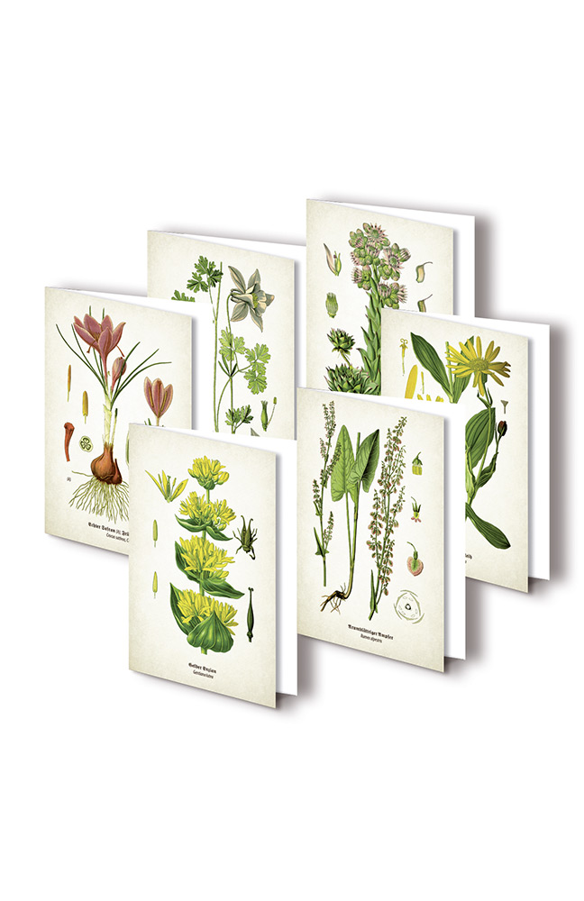 Quelle & Meyer Verlag Kunstklappkarten ""Alpenblumen"" 
