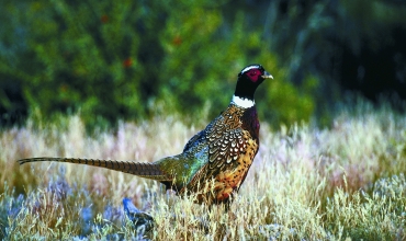 Jahrestagung der Niedersächsischen Ornithologischen Vereinigung 2026