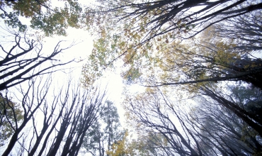 Internationaler Kongress der Natur- und Waldkindergärten 2025