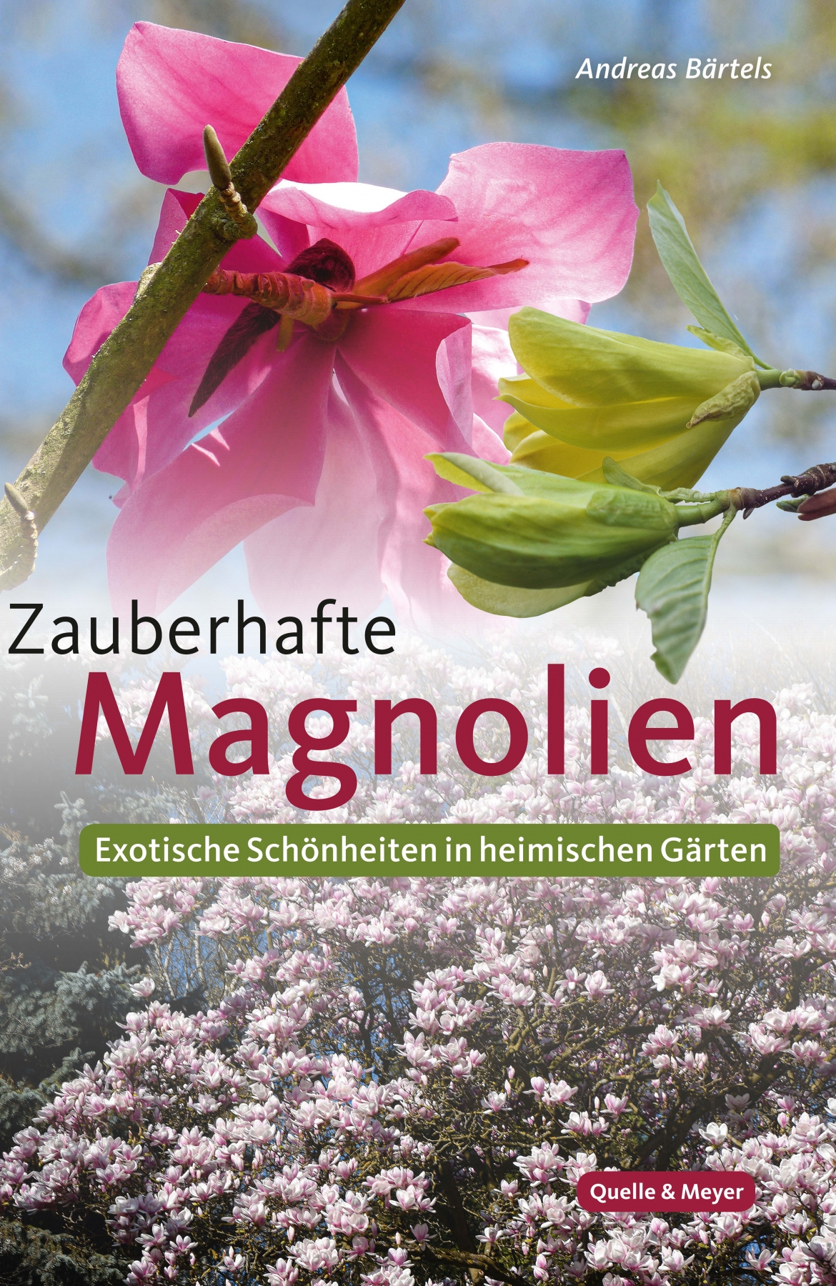 Bärtels_Magnolien.jpg
